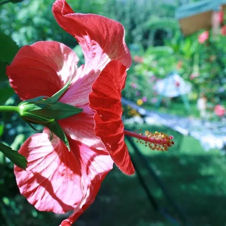 Cirali Armira Bungalow חדר תמונה