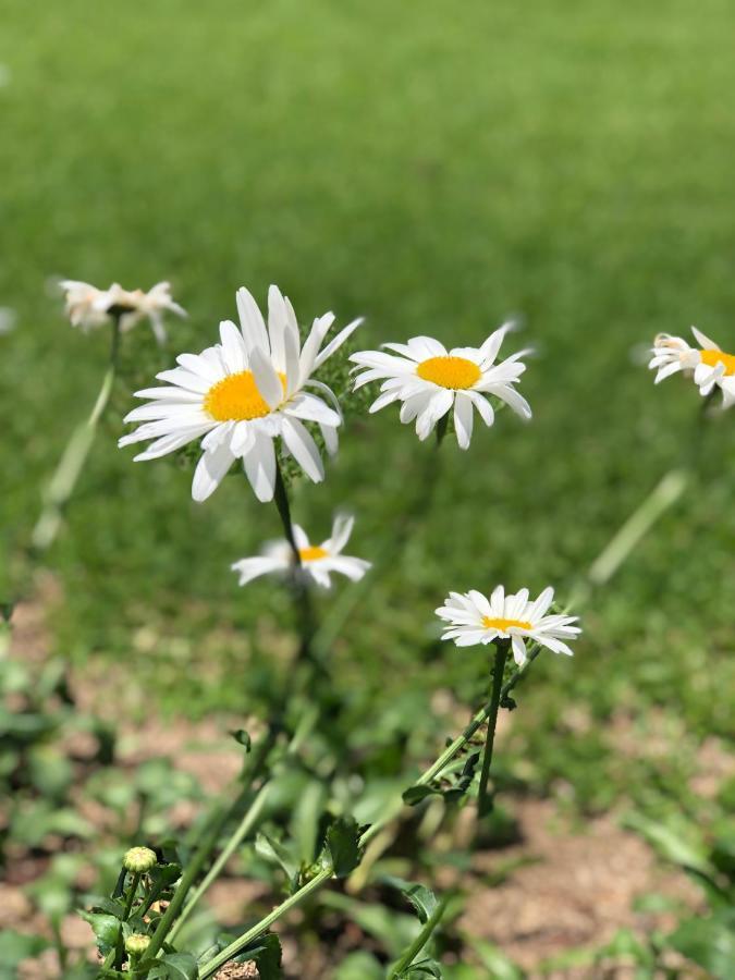 Armira Ferienpark Çıralı